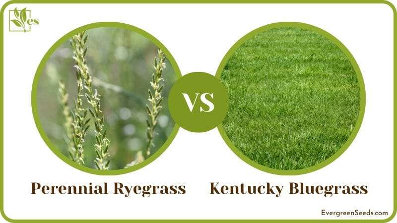 Perennial Ryegrass vs Kentucky Bluegrass Best Grass