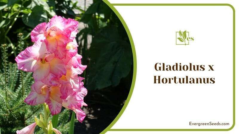 Pink Gladiolus x Hortulanus