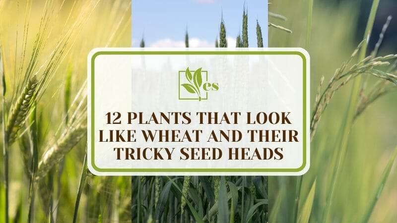 Plants That Look Like Wheat
