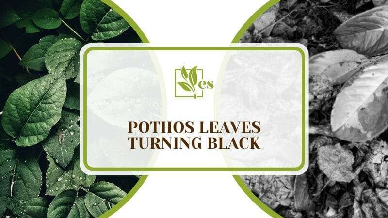 Pothos Leaves Turning Black