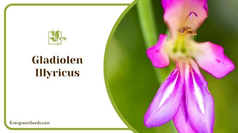 Purple Gladiolen Illyricus