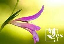 Purple Grecian Gladiolus Flower
