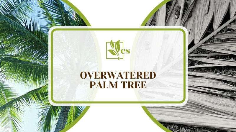 Reasons for Overwatered Palm Tree(1)