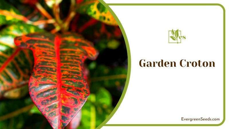 Red Leaves of Croton in Garden