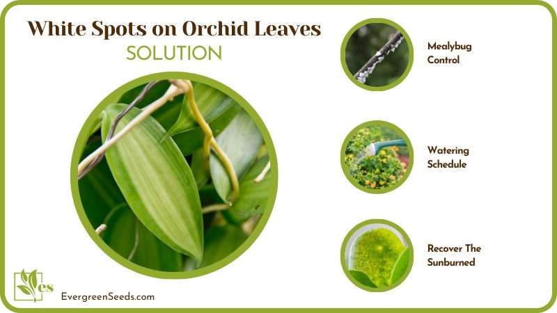 Remedy For White Spots on Orchid