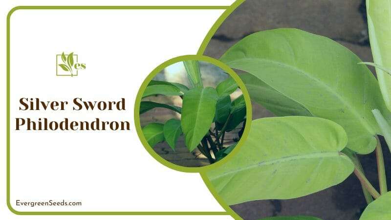 Silver Sword Philodendron Requires Support Structures