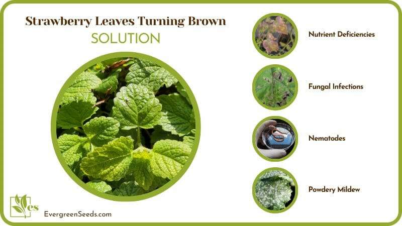 Solutions for Strawberry Leaves Turning Brown