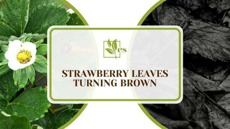 Strawberry Leaves Dying Causes