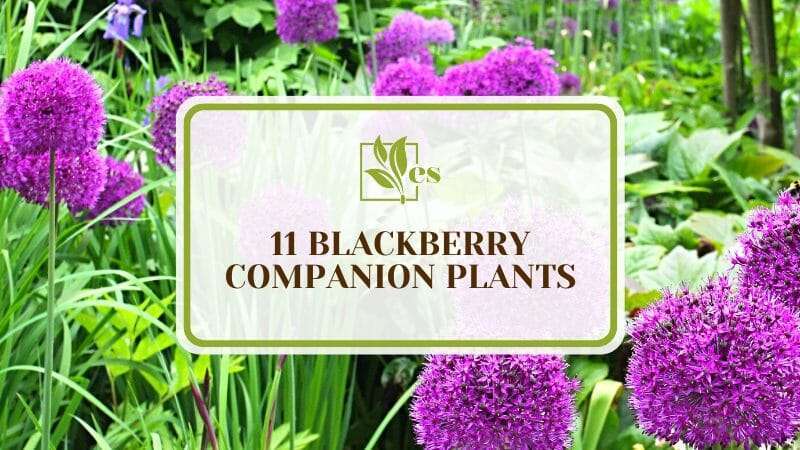 Suitable Options for Blackberry Companion Plants