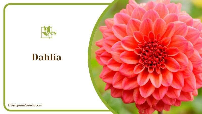 Symbolic Flower of Dahlia