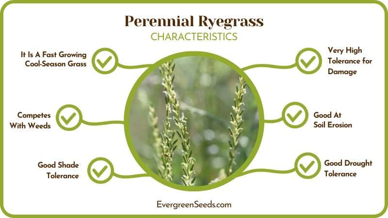 The Best Characteristics Perennial Ryegrass