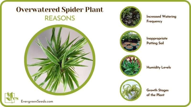 The Reasons Behind Spider Plant Overwatered