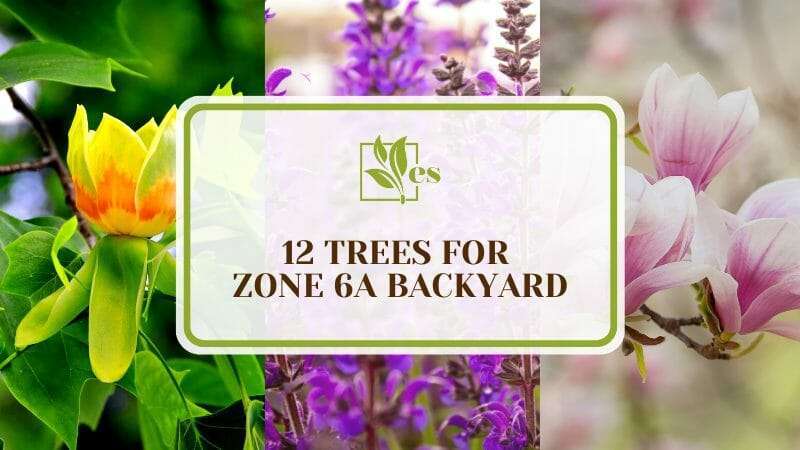 Zone 6A Trees That Enhance Your Landscape