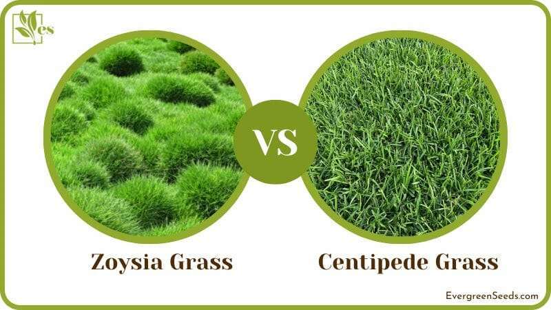 Zoysia Vs Centipede Grass