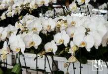 detailed guide on the greenhouse for orchids