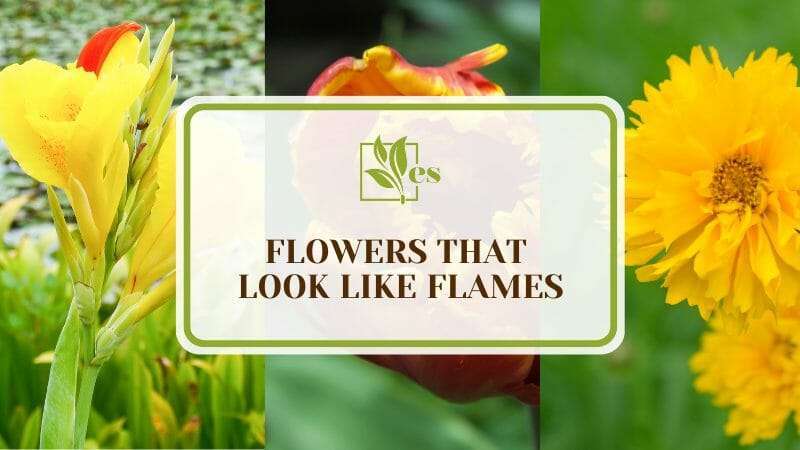 10 Flowers That Look Like Flames