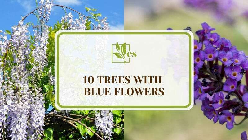 10 Trees With Blue Flowers