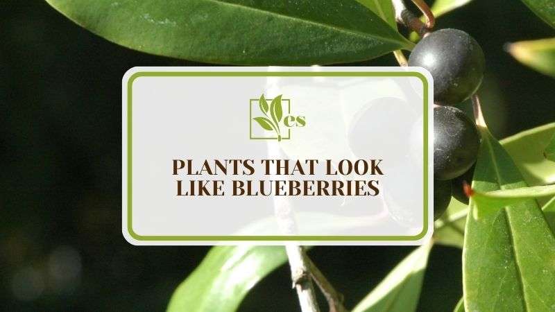 13 Plants That Look Like Blueberries