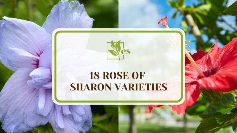 18 Rose of Sharon Varieties