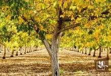 A List of Nut Trees for Zone 6