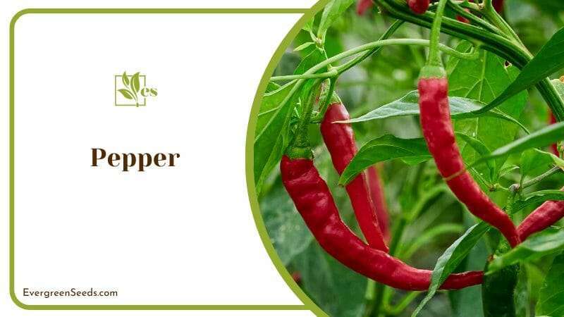 Adding eggshells to your pepper plants