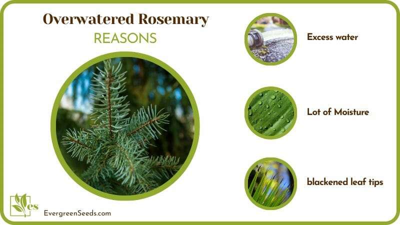 Rosemary Plants Health 