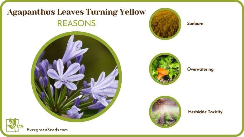 Reasons for Agapanthus Leaves Turning Yellow