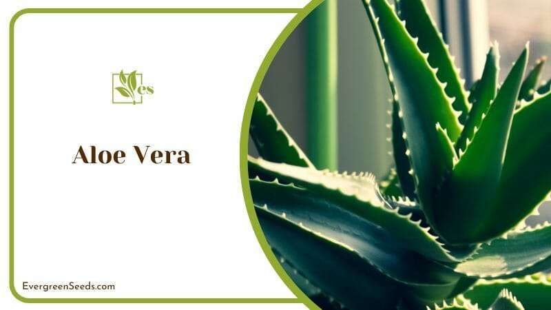 Aloe Vera reap the benefits of eggshells
