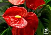 Anthurium Leaves and flowers