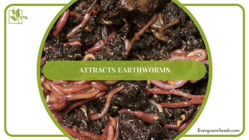 Attracts Earthworms