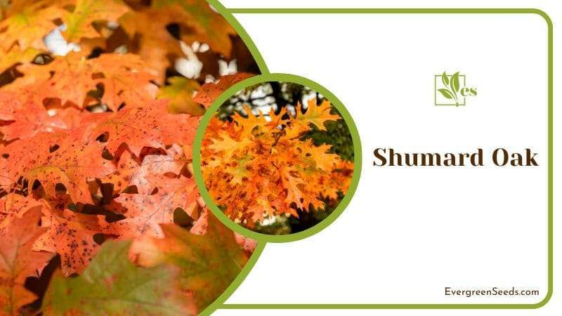 Autumn Leaves of Shumard Oak Tree