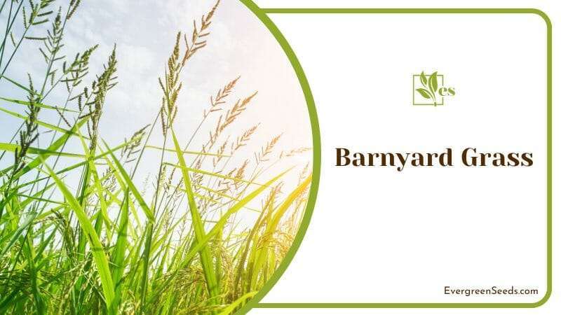 Barnyard Grass is a widespread plant