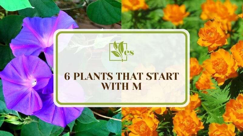 Beautiful Garden Plants that Start with H