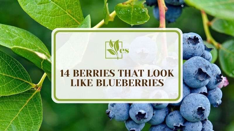 Berries That Look Like Blueberries