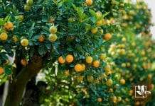 Best Fruit Trees to Grow in Your Zone 9 Region
