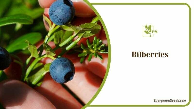 Bilberries or European blueberry