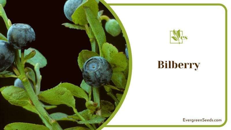 Bilberry Highly Prized Berry