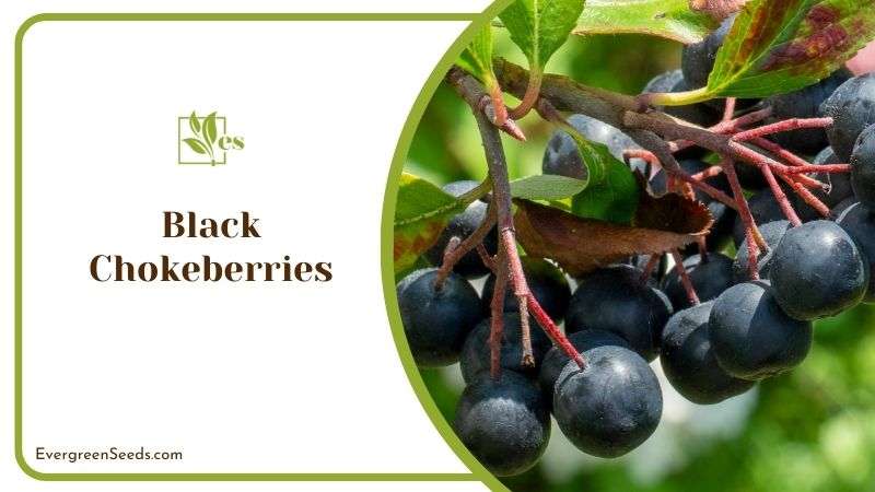 Black Chokeberries or Aronia Melanocarpa