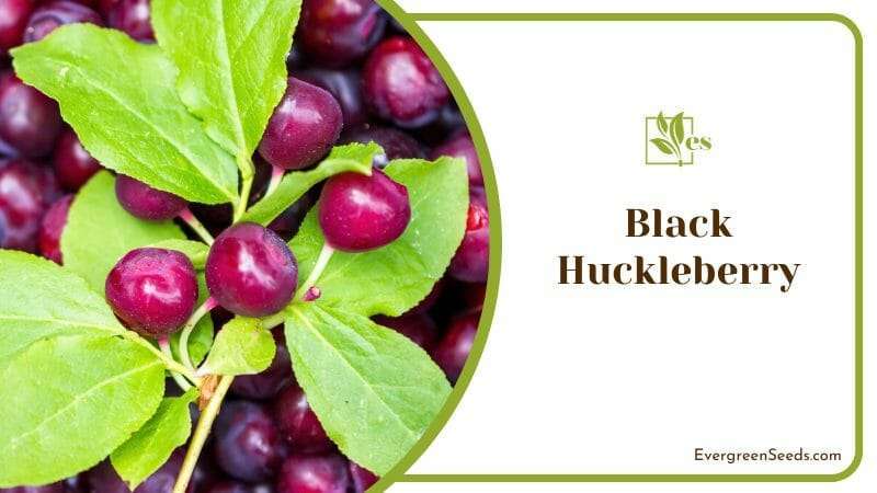 Black Huckleberry with toothed leaves