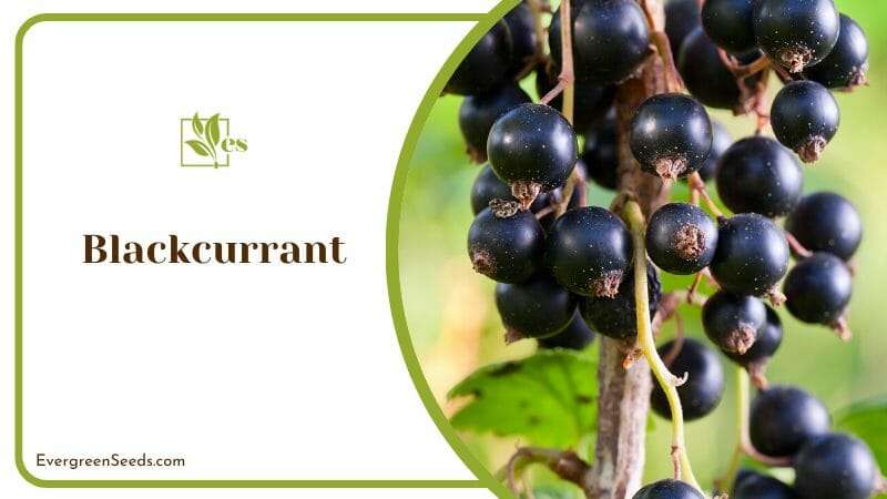 Blackcurrant Care Tips