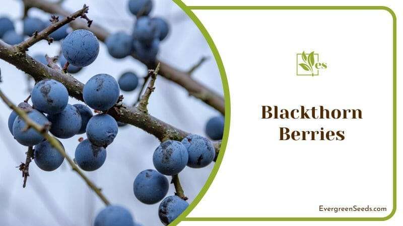 Blackthorn Berries grown as a border plant