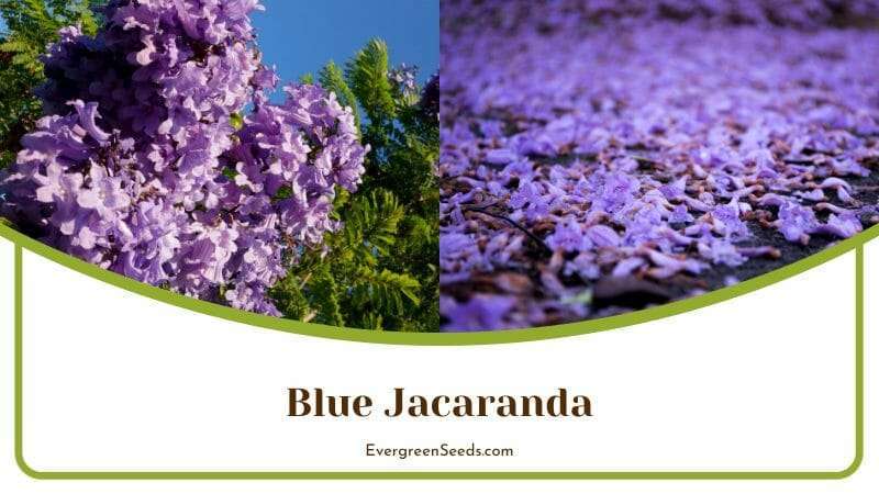 Blooming Blue Jacaranda Flowers on Tree