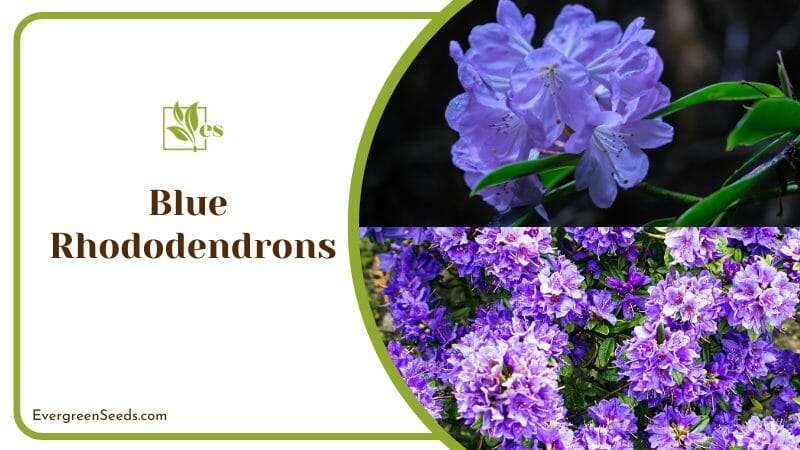 Blooming Blue Rhododendrons in Garden