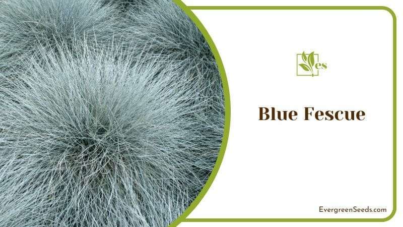 Blue Fescue bushy evergreen plant