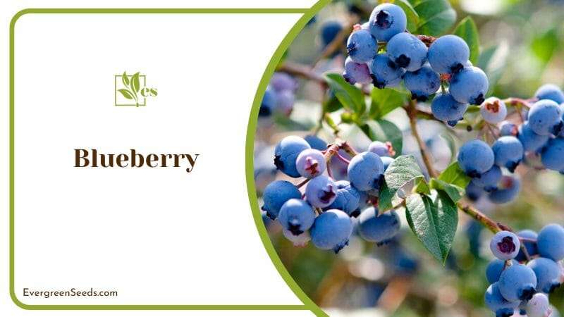 Blueberry Bushes Resemblance