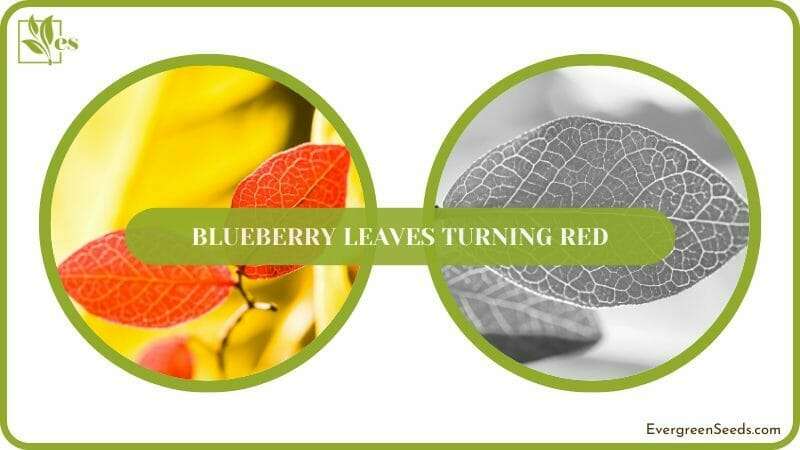 Blueberry Leaves Turned Red