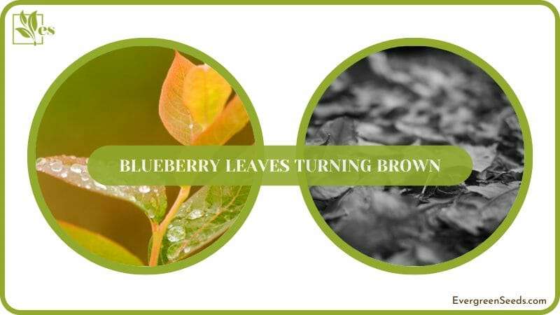 Blueberry Leaves Turning Brown