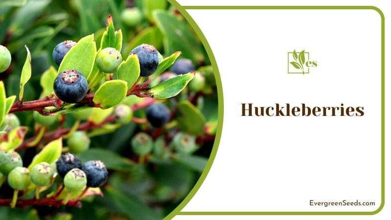 Branch of Finnish Huckleberries