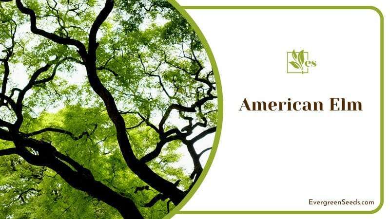 Branches of American Elm Tree