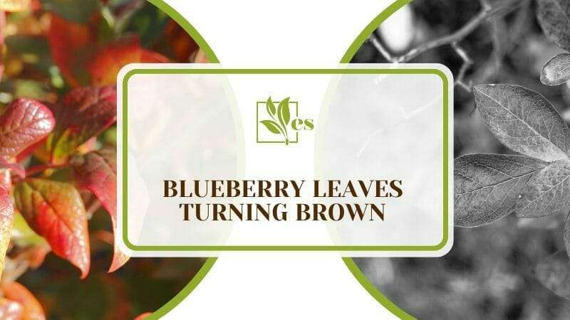 Brown Blueberry Leaves